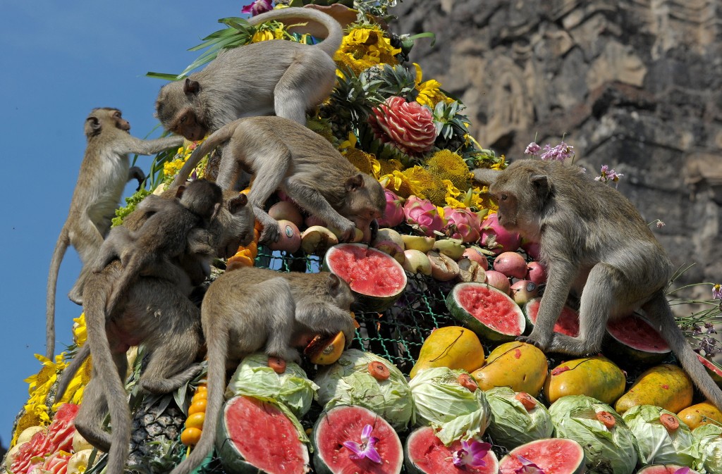 Monkeys enjoy eating fruit in front of a