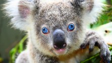 السلطات الأسترالية تقتل حوالي 700 حيوان كوالا
