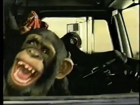 monkeys in car